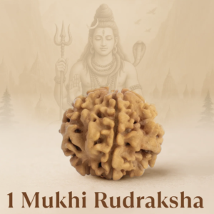 1 Mukhi Nepali Rudraksha Round